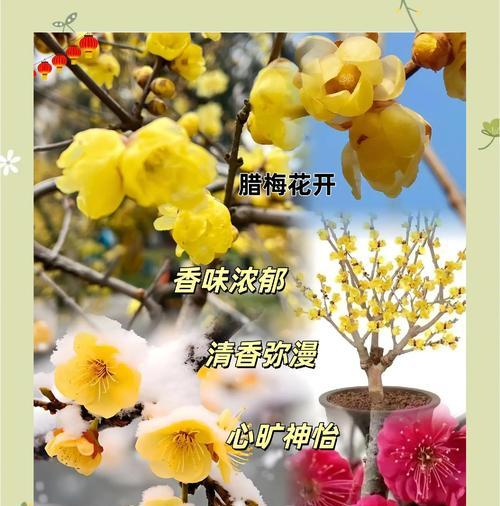 腊梅的寓意和花语是什么？它在花语中代表了什么？