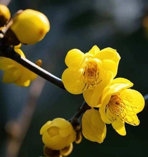 腊梅的寓意和花语是什么？它在花语中代表了什么？