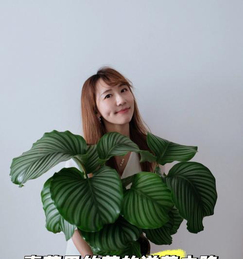 青苹果竹芋的花语是什么？它象征着怎样的情感？