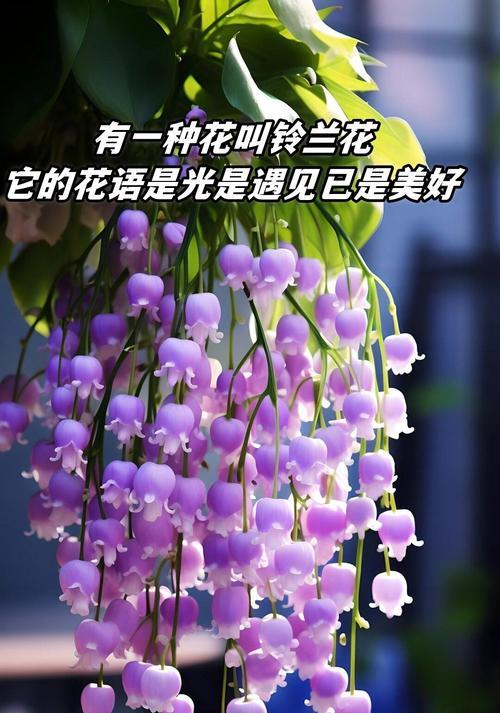青苹果竹芋的花语是什么？它象征着怎样的情感？