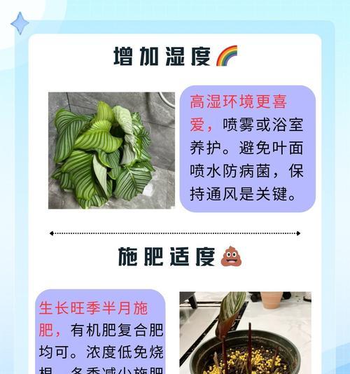 青苹果竹芋的花语是什么？它象征着怎样的情感？
