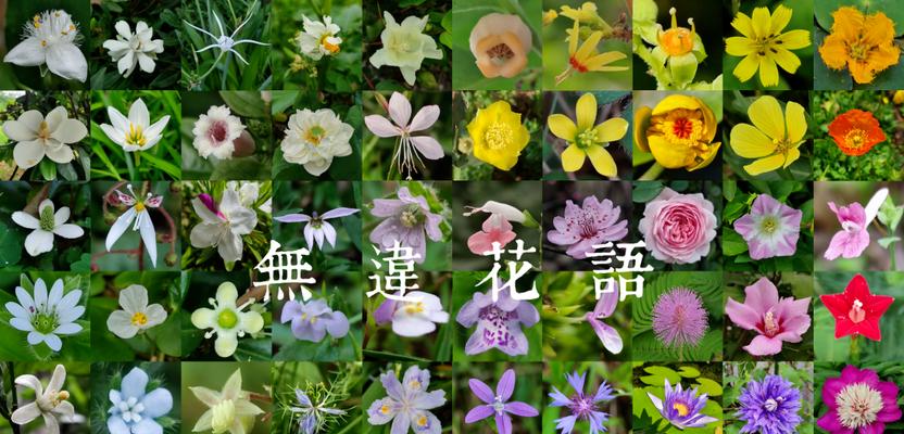 紫竹梅的花语是什么？它在花语中代表了什么？