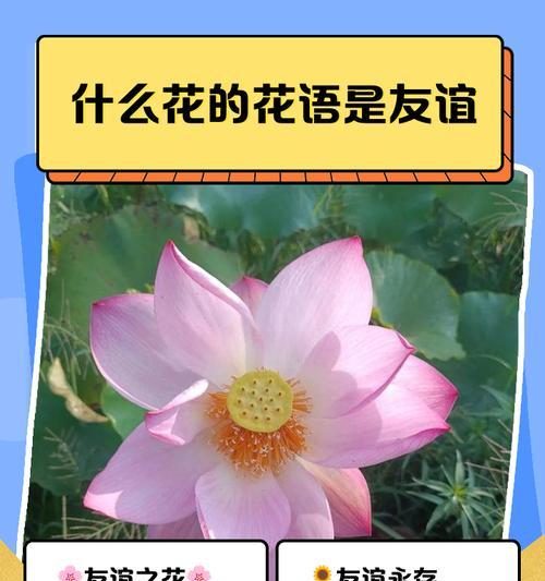 花的花语如何代表生命？它在花语中有什么深层含义？