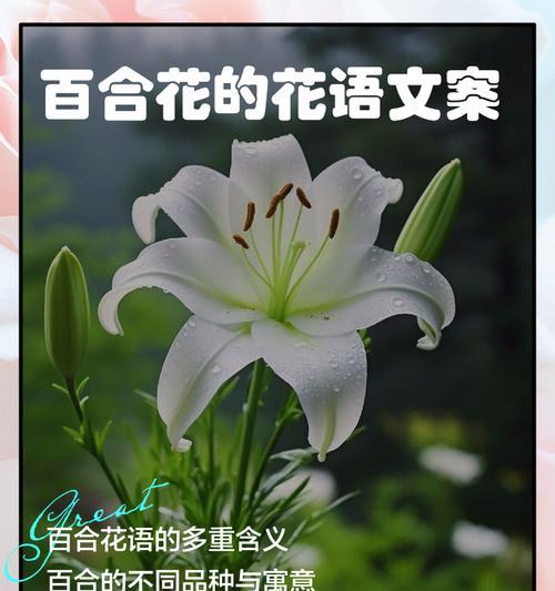 花的花语如何代表生命？它在花语中有什么深层含义？