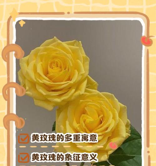 香橙玫瑰月季的花语是什么？它象征着怎样的情感？