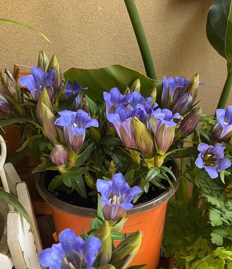 龙胆花象征正义吗？龙胆的花语有哪些？