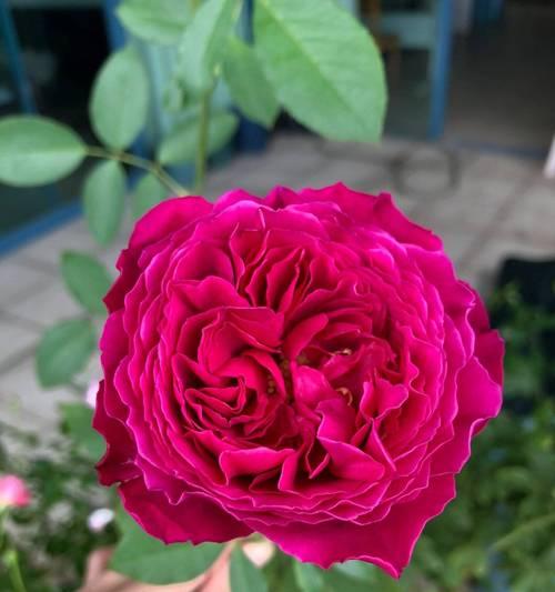 日本微型月季的花语是什么？月季花语有哪些？