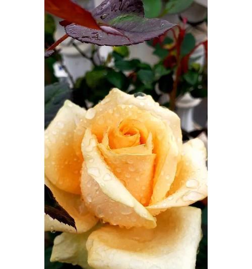 日本微型月季的花语是什么？月季花语有哪些？
