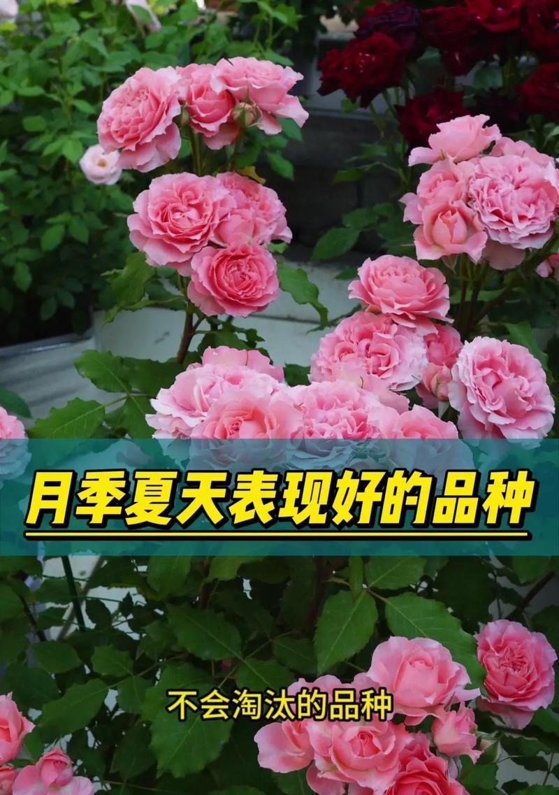 日本微型月季的花语是什么？月季花语有哪些？