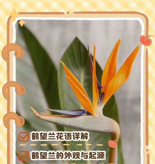 吉祥花语代表什么？吉祥花语的含义是什么？