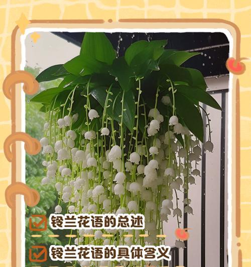 吉祥花语代表什么？吉祥花语的含义是什么？