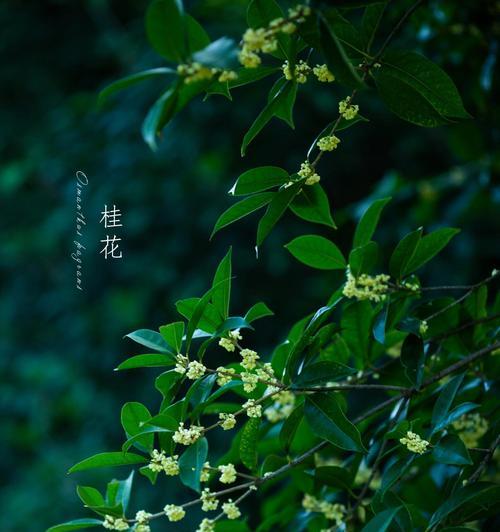 崇高的花朵有哪些花语？花语中崇高代表什么？