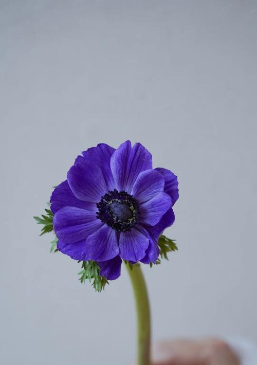 崇高的花朵有哪些花语？花语中崇高代表什么？