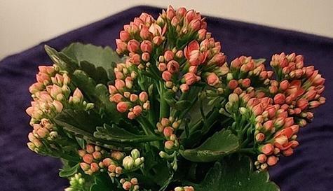 崇高的花朵有哪些花语？花语中崇高代表什么？