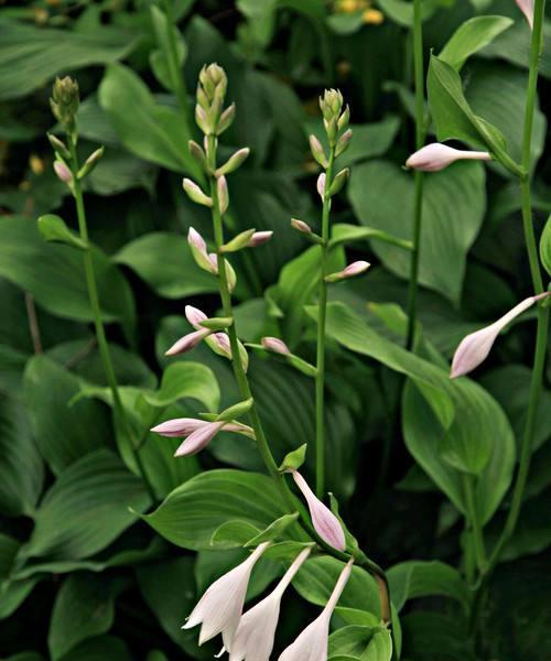 玉簪花的花语是什么？玉簪的寓意有哪些？