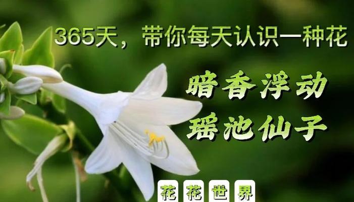 玉簪花的花语是什么？玉簪的寓意有哪些？