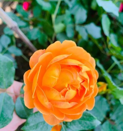 月季花的花语有哪些？月季代表团结吗？
