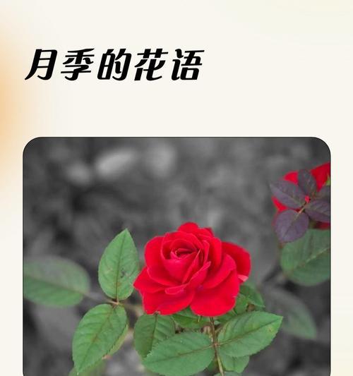 粉月季的花语是什么？粉月季代表什么？