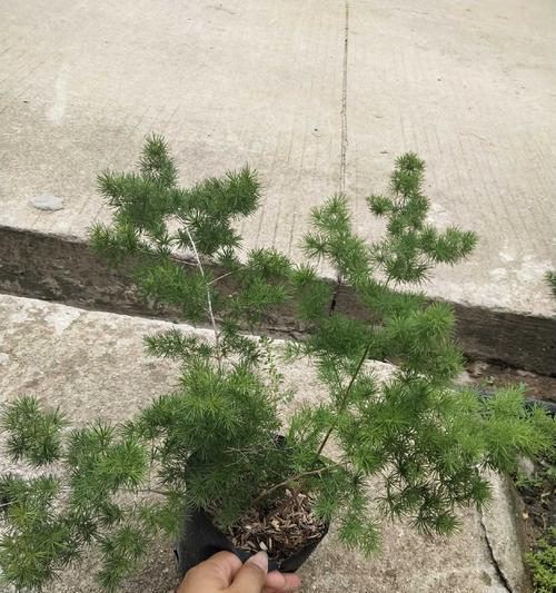 蓬莱松的花语是什么？蓬莱松的寓意有哪些？