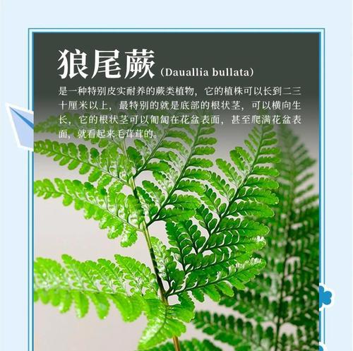 蕨类植物的花语有哪些？蕨类代表什么意义？