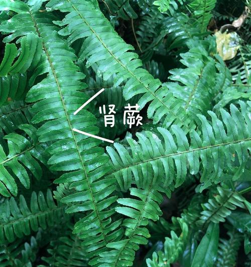 蕨类植物的花语有哪些？蕨类代表什么意义？