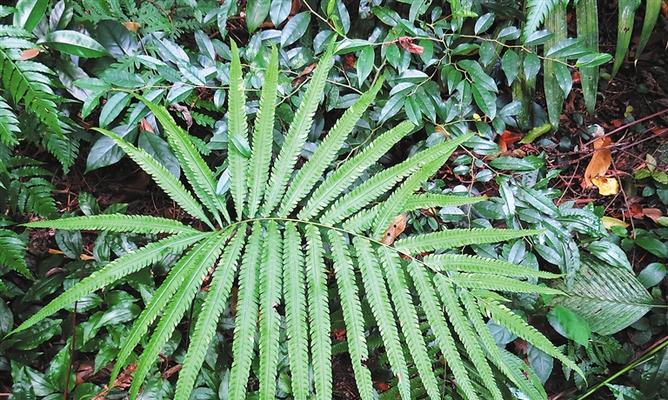 蕨类植物的花语有哪些？蕨类代表什么意义？