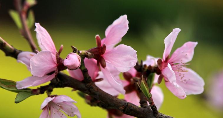 粉色槐树花的花语有哪些？粉色槐树代表什么？