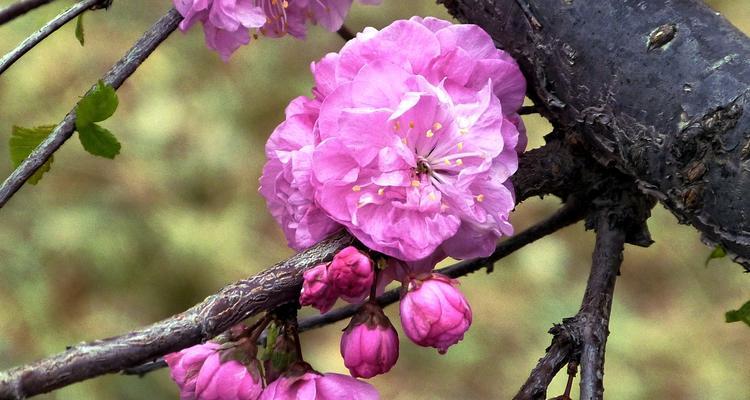 粉色槐树花的花语有哪些？粉色槐树代表什么？