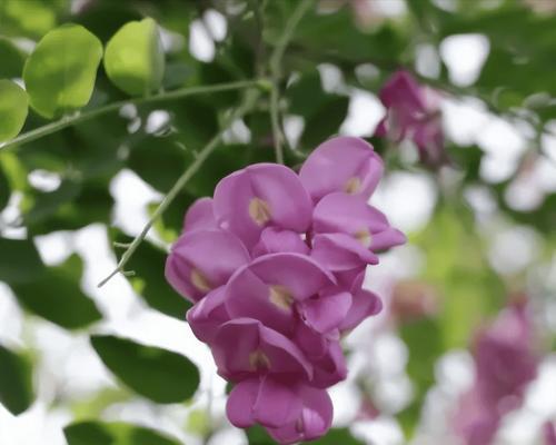 粉色槐树花的花语有哪些？粉色槐树代表什么？