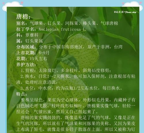 小白果的花语是什么？小白果寓意有何特别之处？