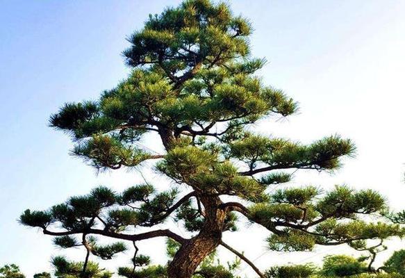 松树象征着什么？松树的花语有哪些？