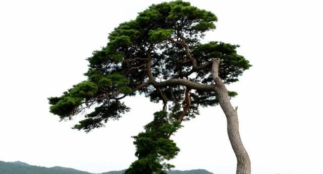 松树象征着什么？松树的花语有哪些？