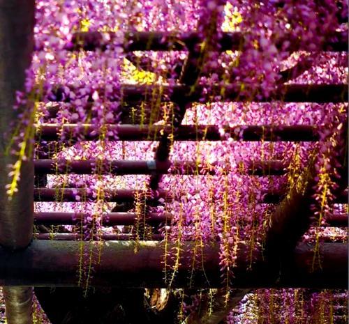 粉色紫藤花的花语是什么？粉色紫藤花寓意何在？