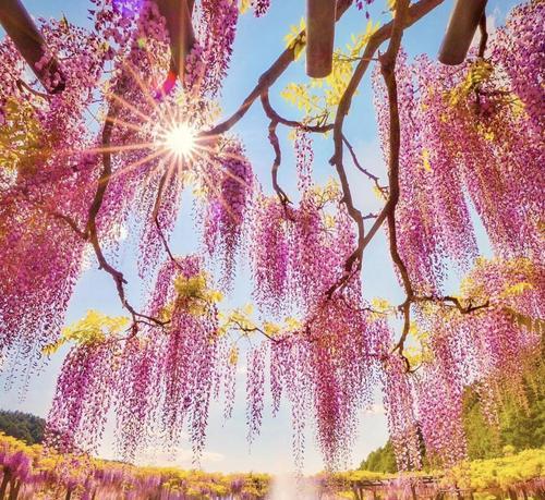 粉色紫藤花的花语是什么？粉色紫藤花寓意何在？
