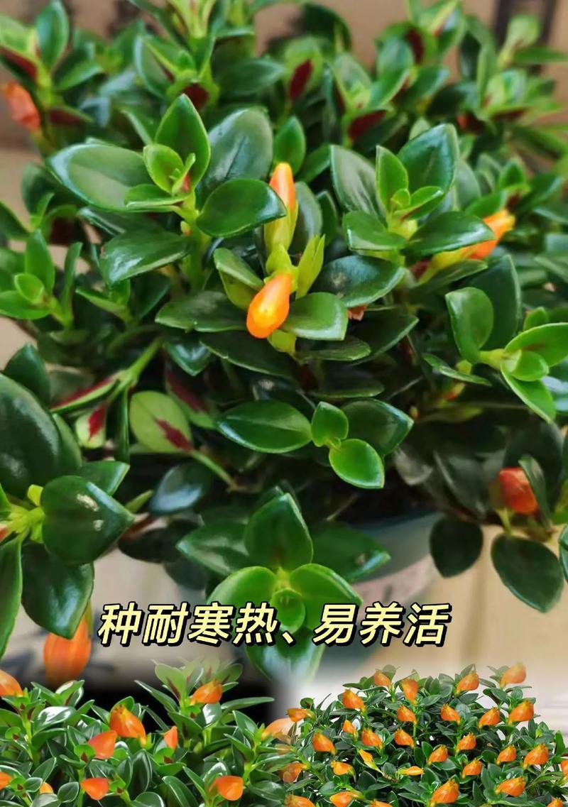 金鱼花吊兰代表什么？金鱼花吊兰的花语含义。