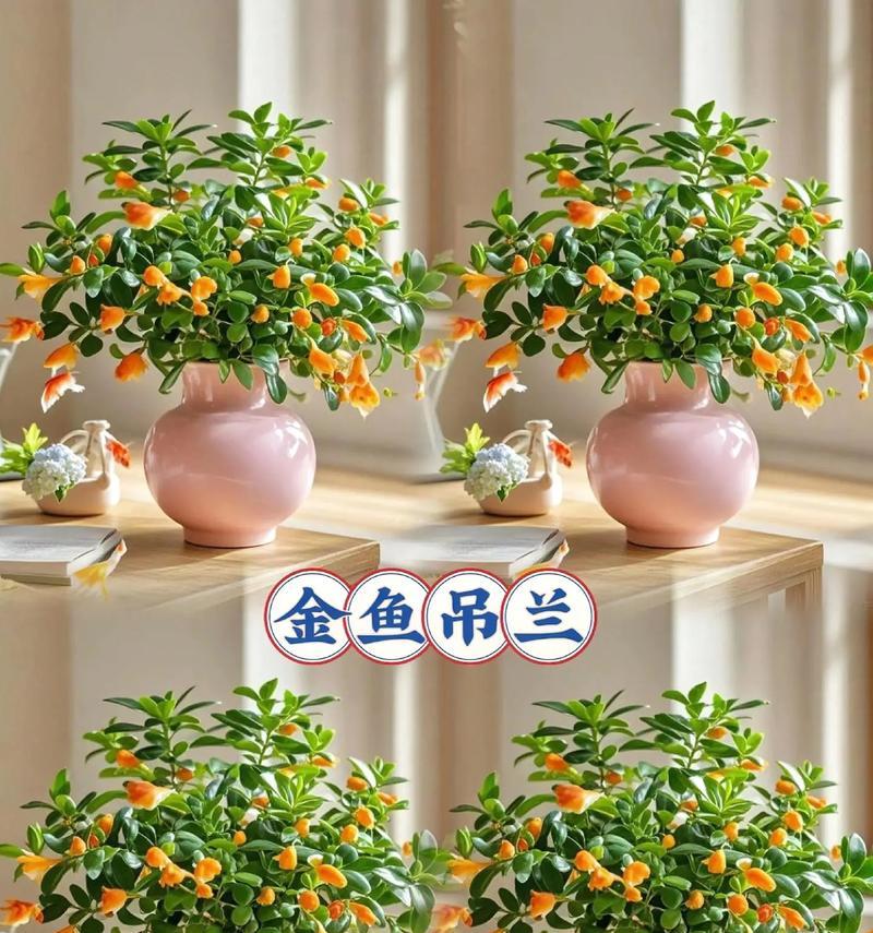 金鱼花吊兰代表什么？金鱼花吊兰的花语含义。