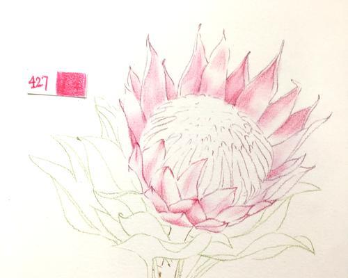海神花的花语是什么？海神花寓意有何特别？