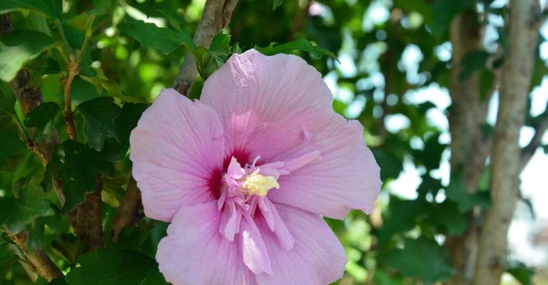 海神花的花语是什么？海神花寓意有何特别？