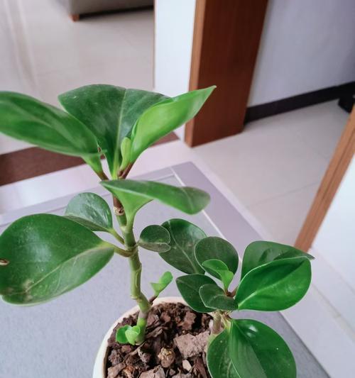 豆瓣绿的花语是什么？豆瓣绿寓意有何含义？