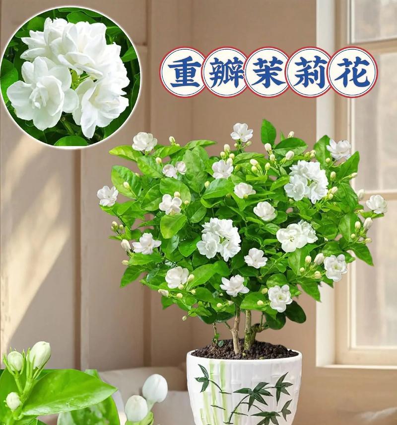 盆栽花卉的花语有哪些？盆栽花卉寓意是什么？