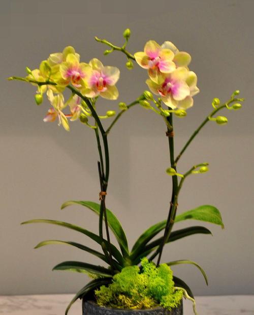 盆栽花卉的花语有哪些？盆栽花卉寓意是什么？