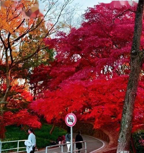 枫树的花语是什么？枫树象征着什么？