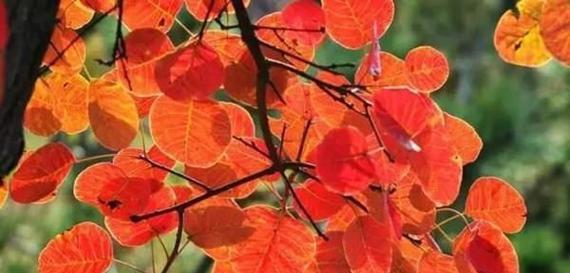 枫树的花语是什么？枫树象征着什么？
