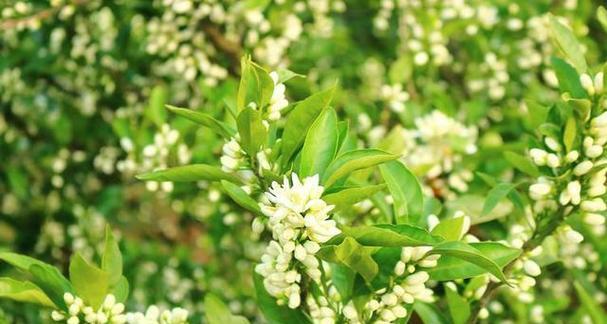米兰花的花语有何特点？米兰花寓意是什么？
