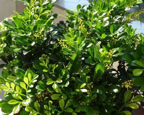 米兰花的花语有何特点？米兰花寓意是什么？