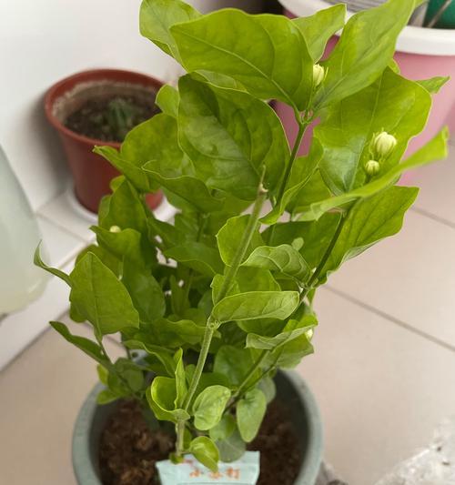 米兰花的花语有何特点？米兰花寓意是什么？