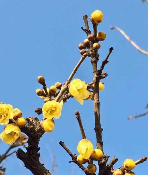 腊梅花语是什么？腊梅代表了什么寓意？