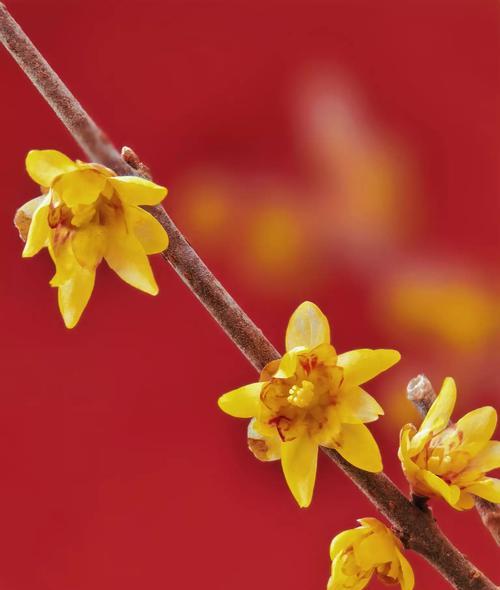 腊梅花语是什么？腊梅代表了什么寓意？