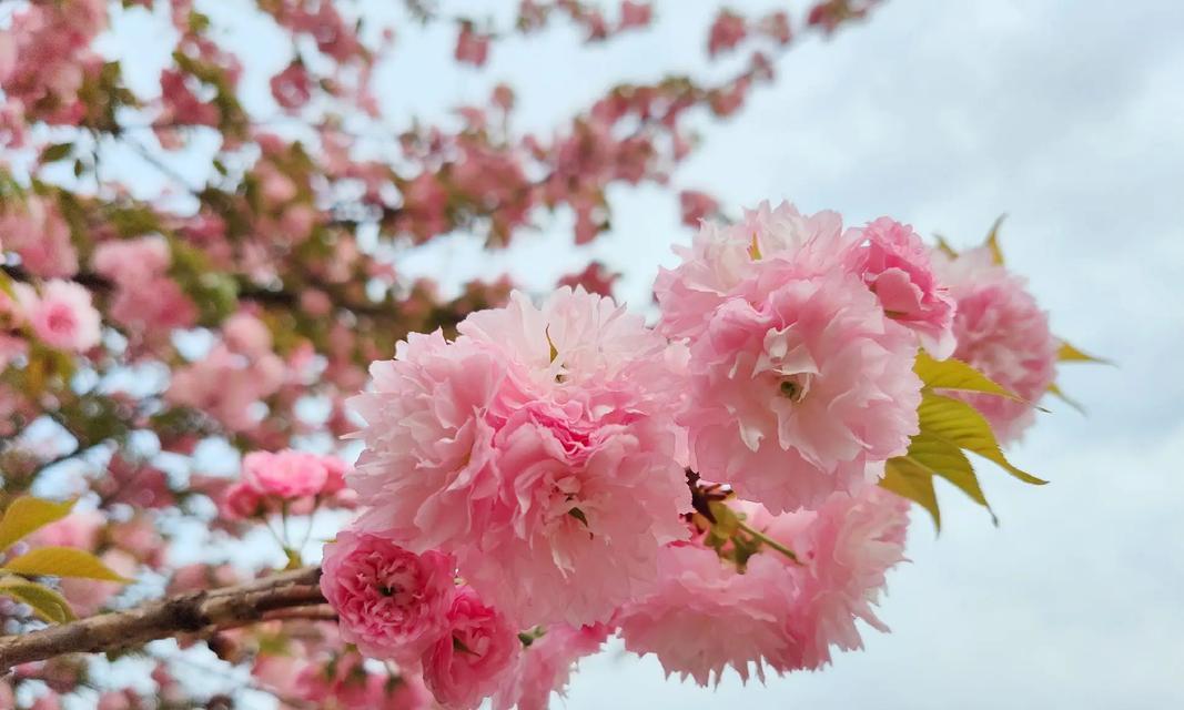 河津樱花的花语是什么？河津樱花寓意有何特别？
