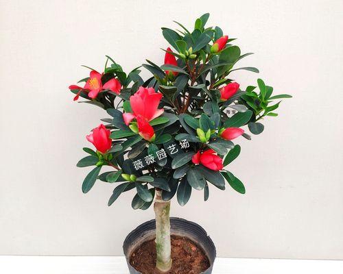 哪种树的花语代表生命？它在园艺中有什么意义？
